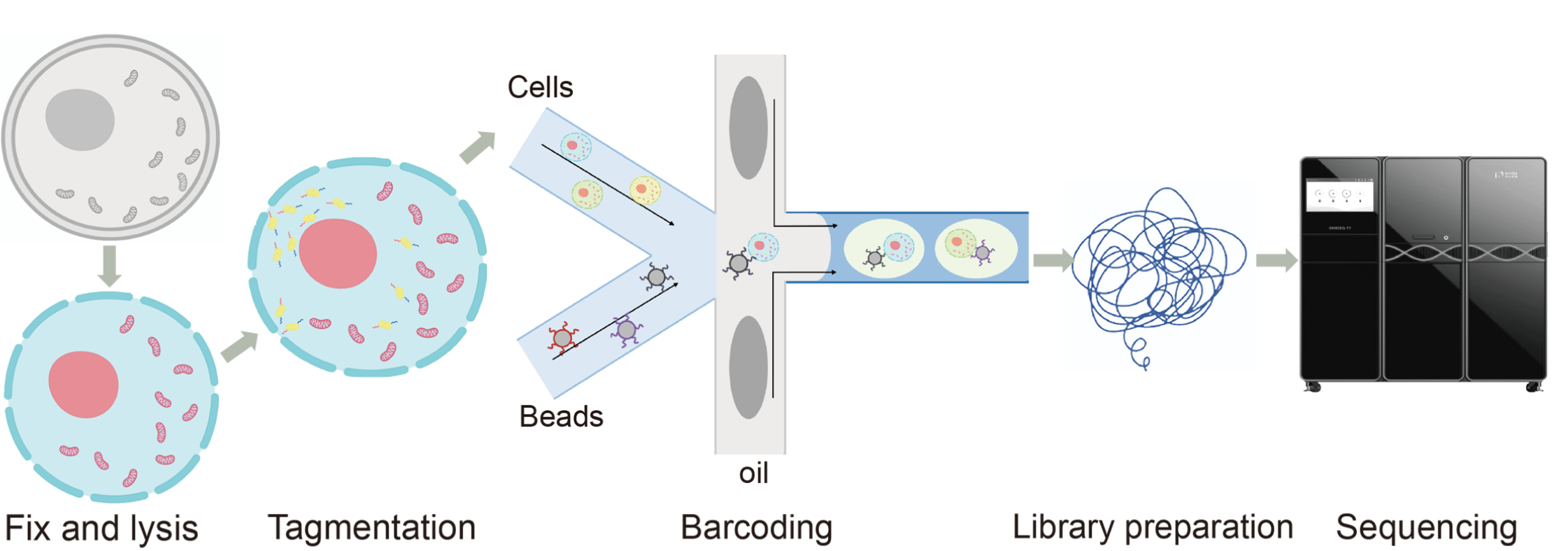 mtscATAC-seq