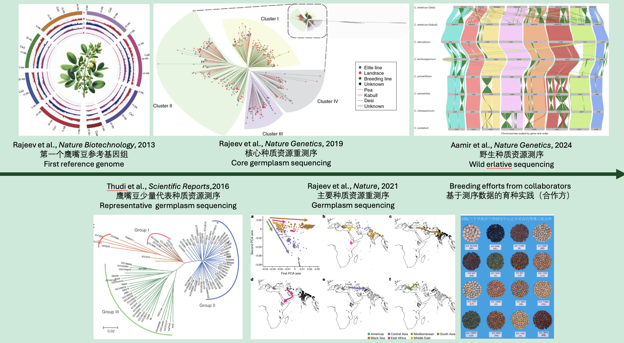 鹰嘴豆基因组研究
