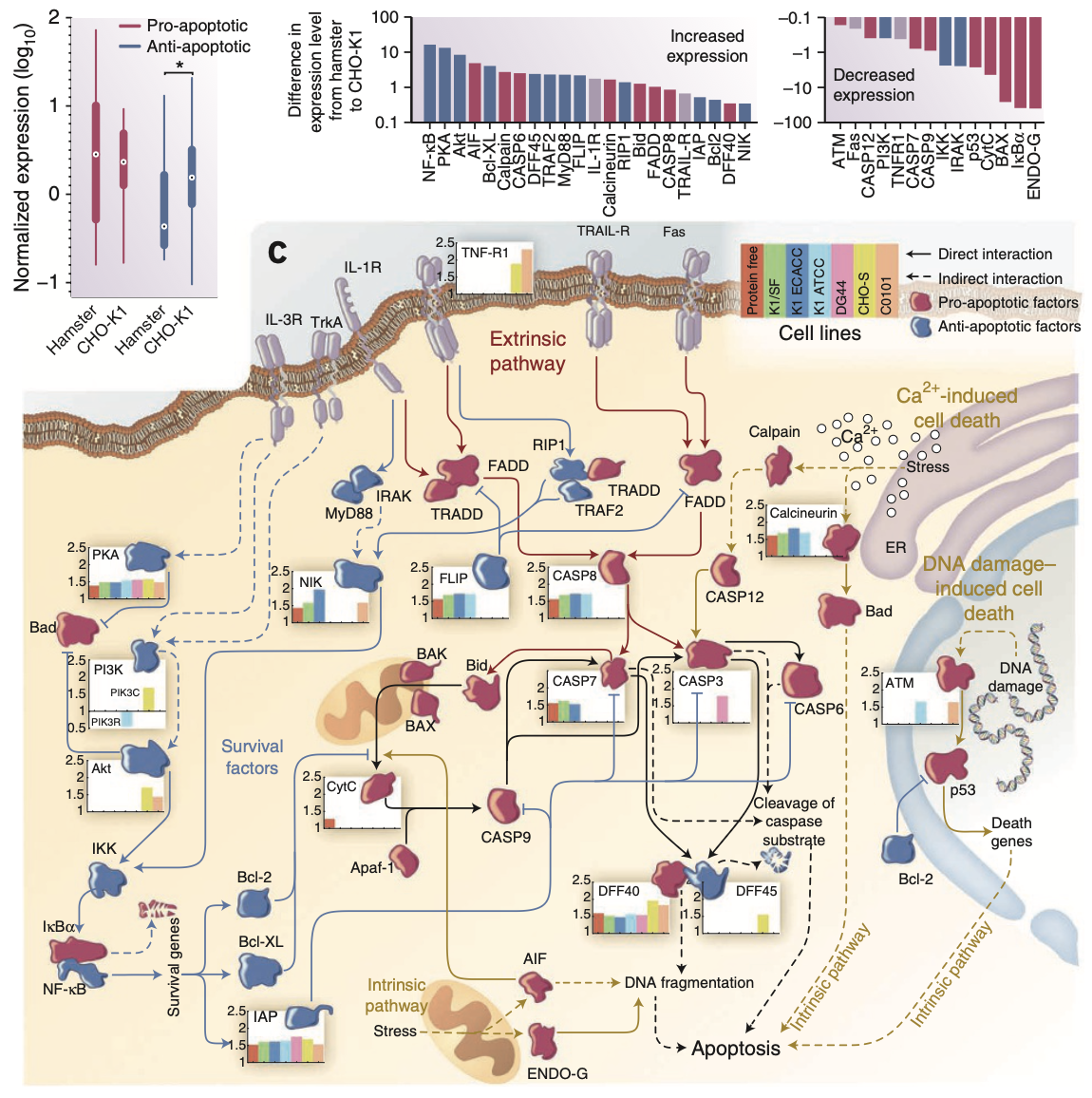 Genomic Landscapes of Chinese Hamster Ovary Cell Lines and Cricetulus griseus