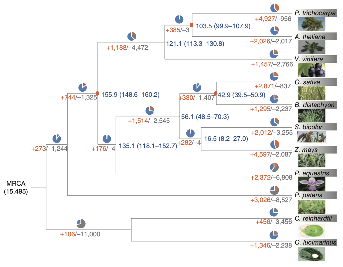 Genome Sequencing of Phalaenopsis equestris: Unraveling Orchid Evolution and Floral Diversity