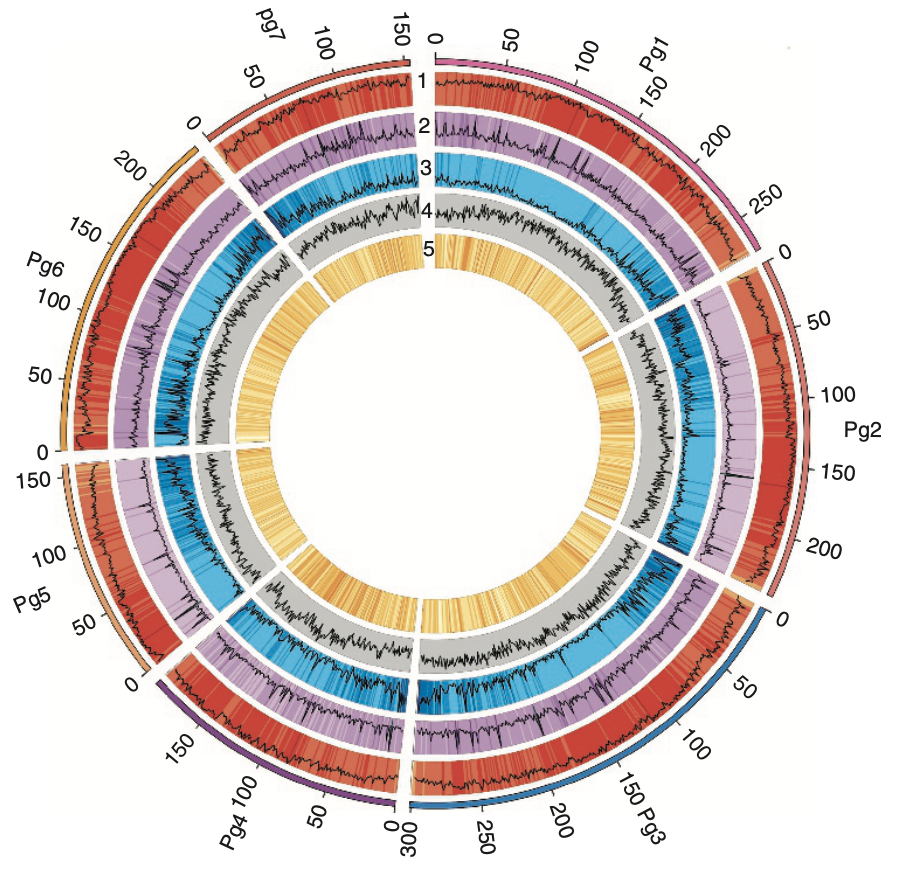 Pearl Millet Genome Sequencing: A Resource for Improving Agronomic Traits in Arid Regions