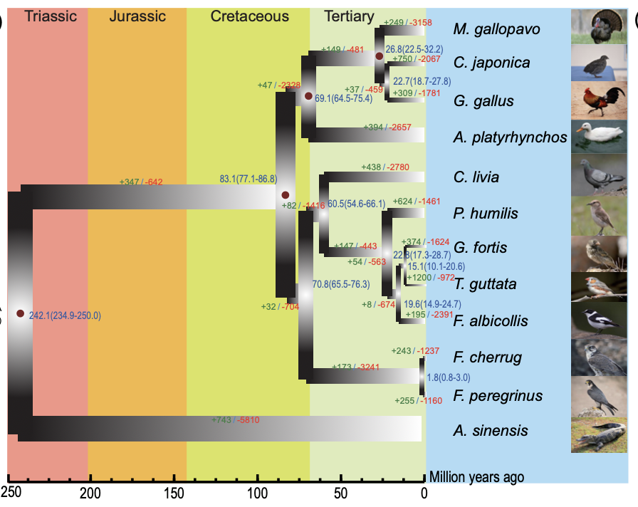 Population Genomics of Japanese Quail: Insights into Genetic Diversity and Domestication