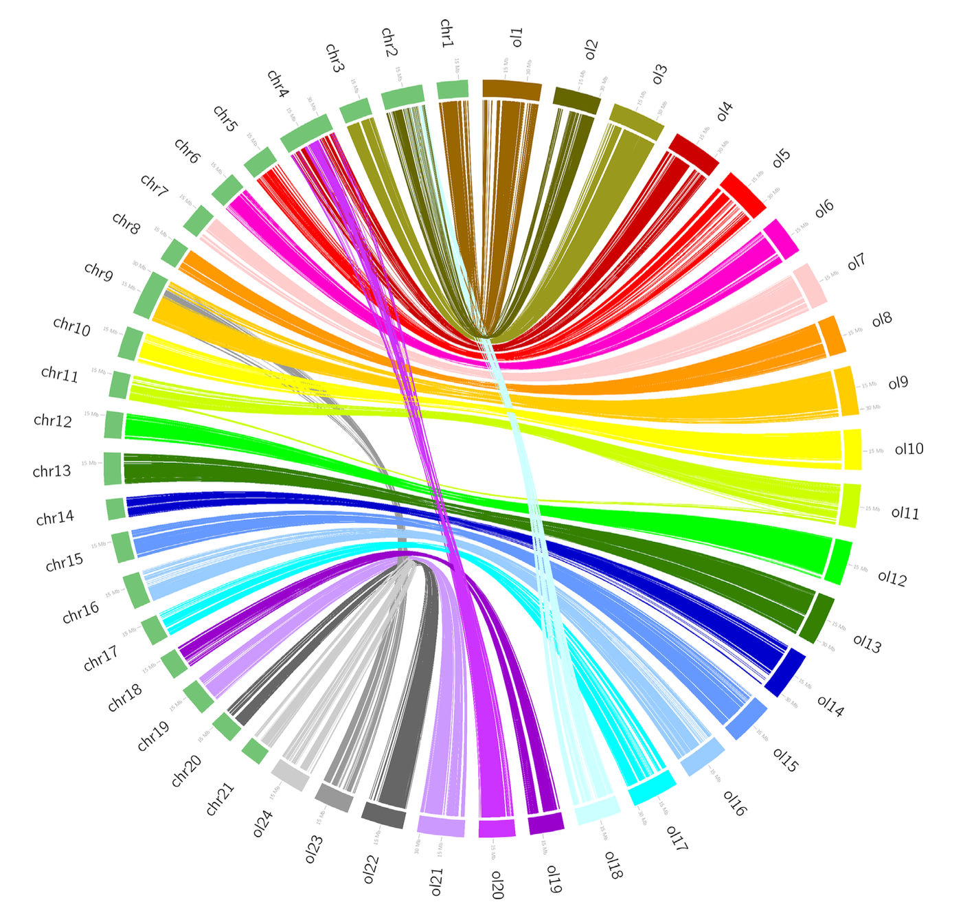 Chromosome-Level Reference Genome of the Siamese Fighting Fish