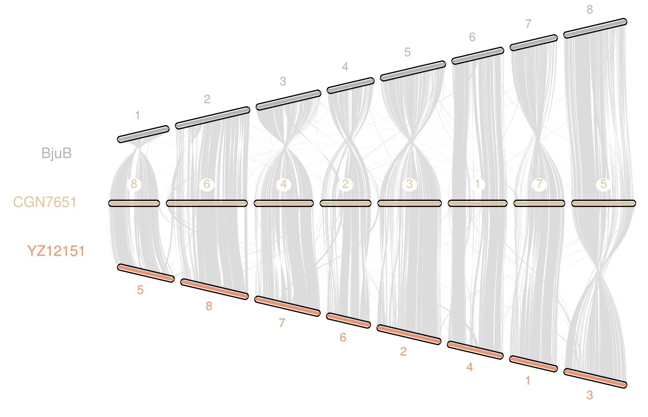 Chromosome-Level Comparative Analysis of Brassica Genomes
