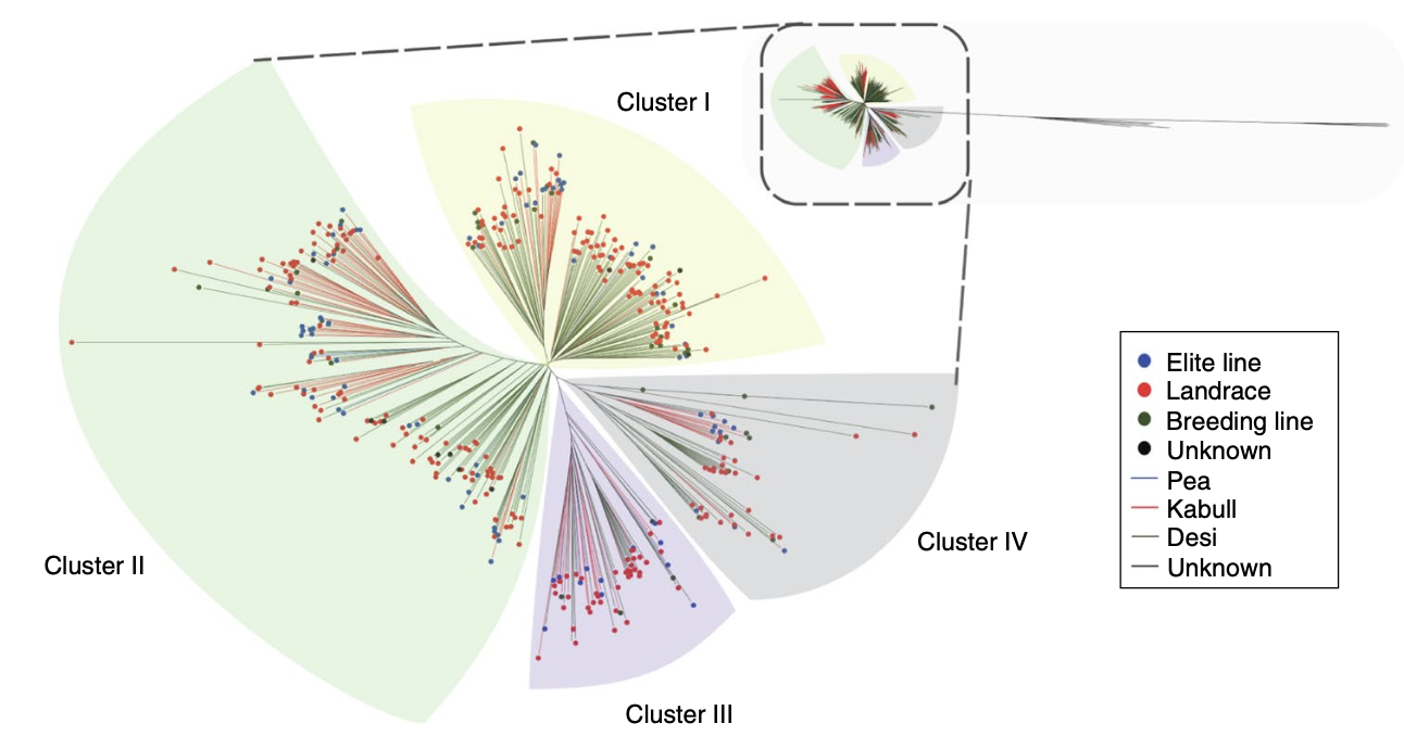 Resequencing 429 Chickpea Accessions: Insights into Genome Diversity and Domestication