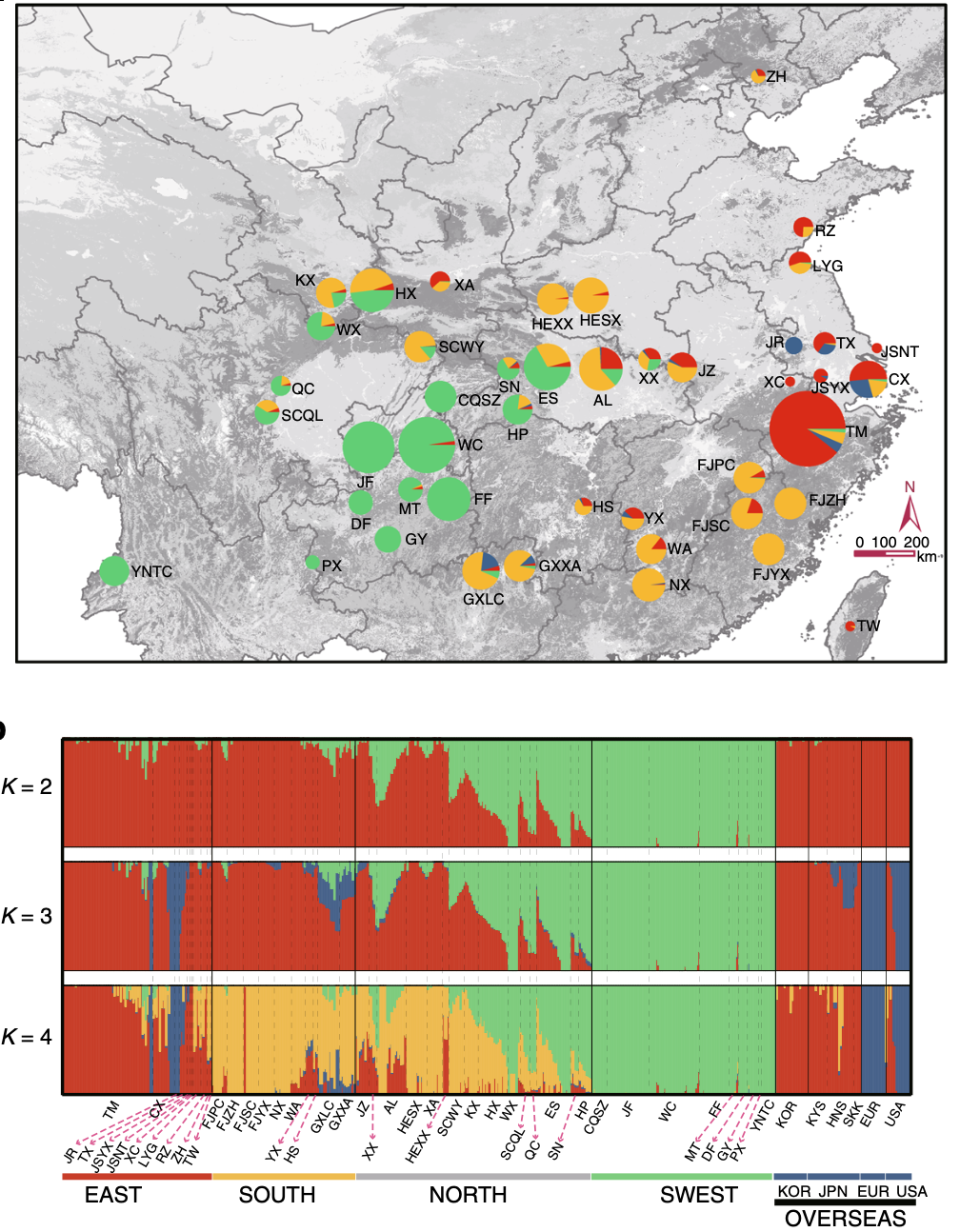 Resequencing 545 Ginkgo Genomes: Unveiling the Evolutionary History of a Living Fossil