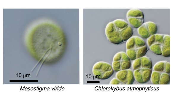 Genomes of Early-Diverging Streptophyte Algae Shed Light on Plant Terrestrialization