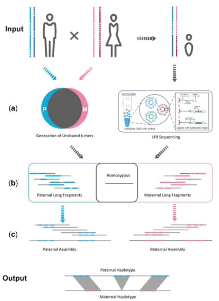 Accurate Haplotype-Resolved Assembly in Human Trios Using Long Fragment Read Sequencing
