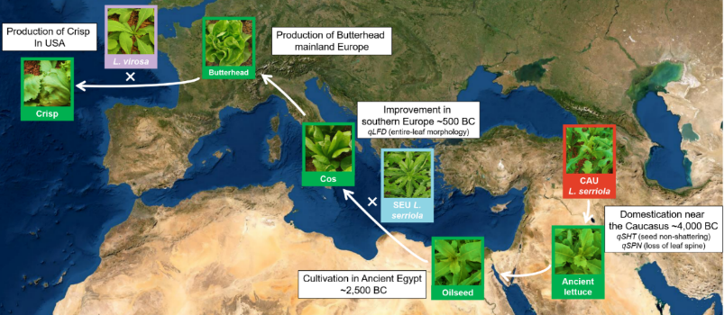 Global Lettuce Genomics: Unraveling the Domestication History and Genetic Diversity of Cultivated Lettuce