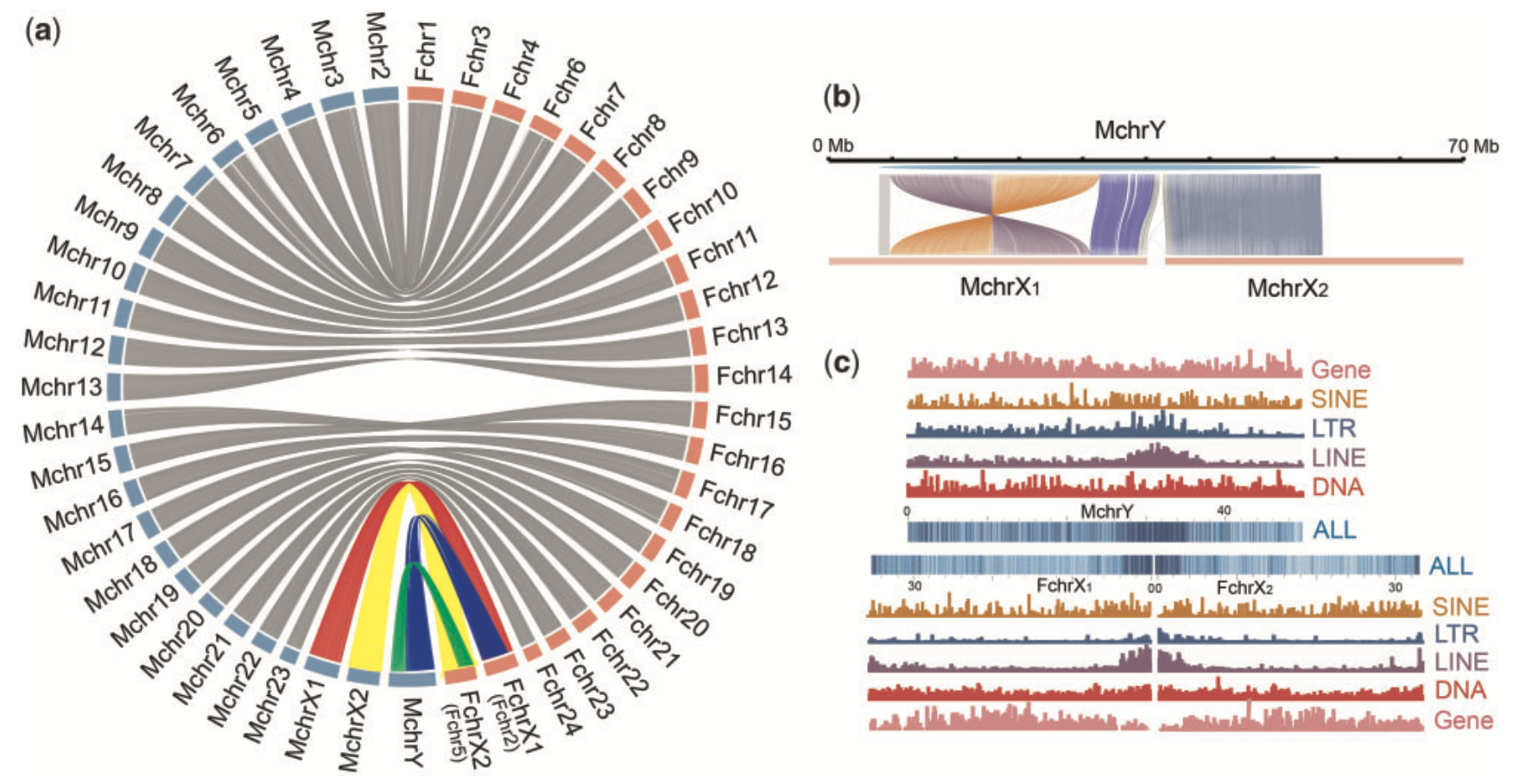 Deciphering the Evolution of Neo-Y Chromosomes: Insights from the Spotted Knifejaw Genome