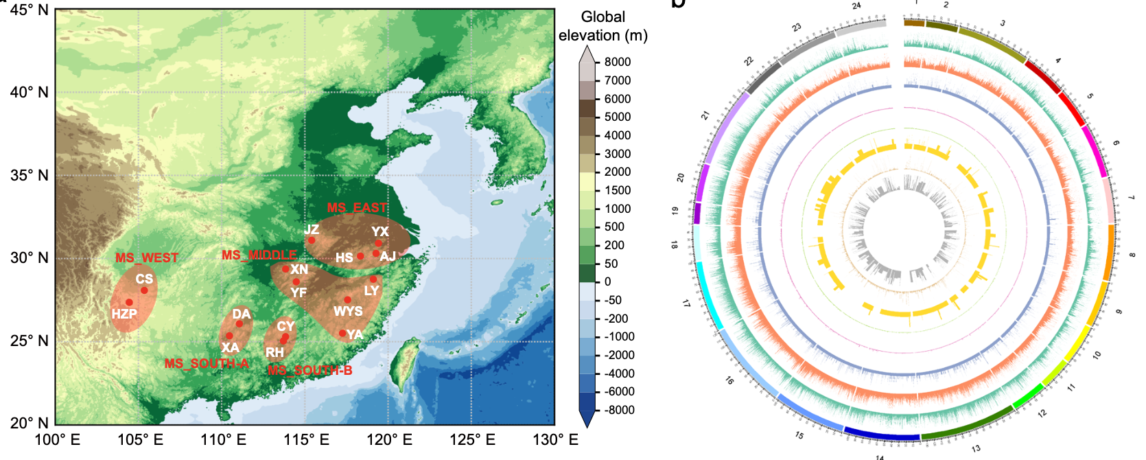 Unveiling the Genetic Diversity of Moso Bamboo: A Population Genomics Study