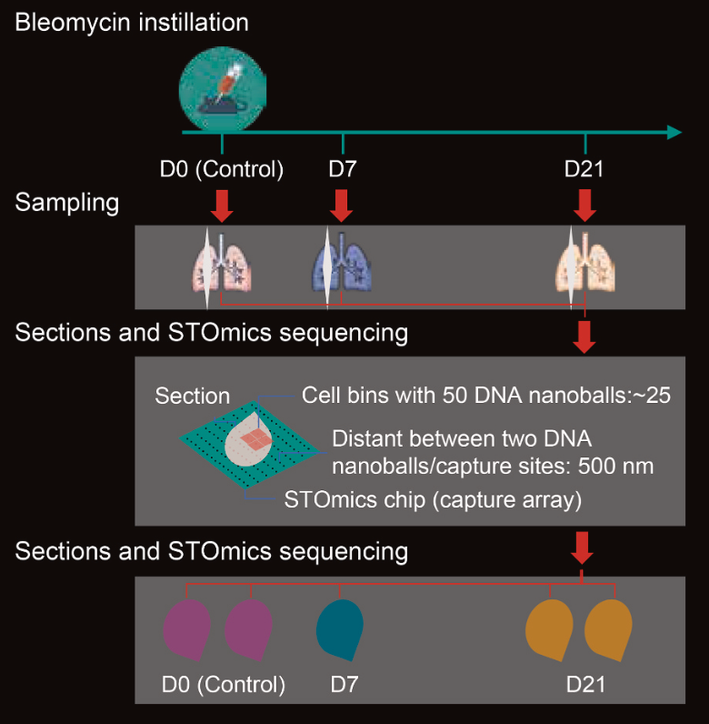 Cellular and Molecular Insights into Fibrosis and Resolution in the Bleomycin-Induced Pulmonary Fibrosis Mouse Model