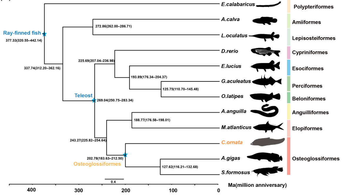 Chromosome-Scale Genome of Chitala ornata Illuminates Early Teleost Evolution