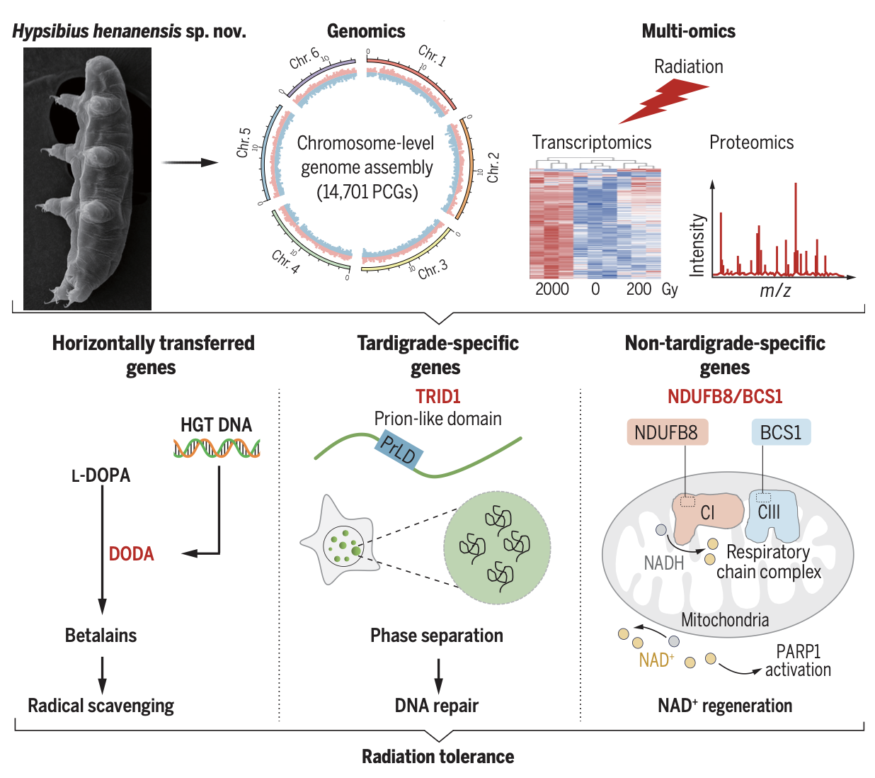 Multi-omics Landscape and Molecular Basis of Radiation Tolerance in a Tardigrade
