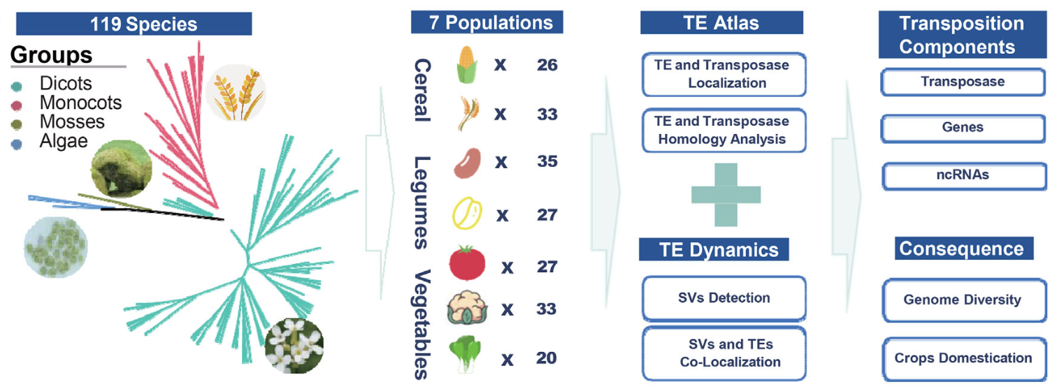 Dynamic TE Shaping Plant Evolution and Crop Traits