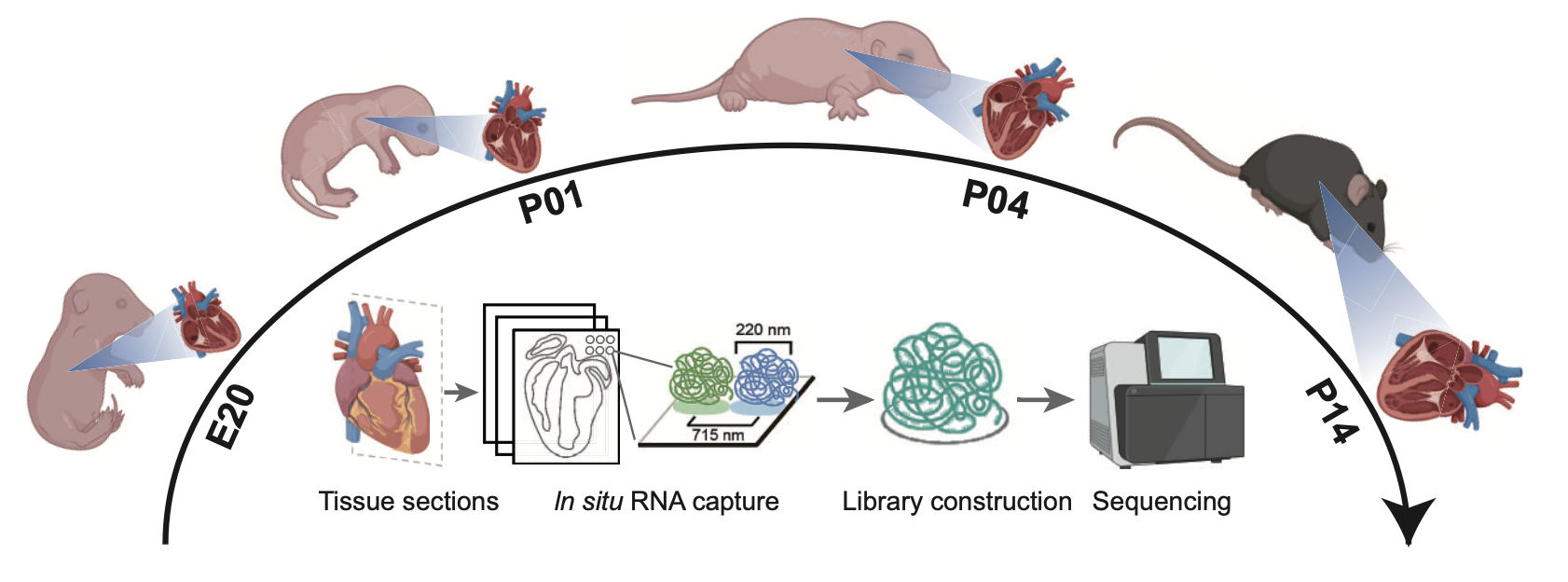 New Paper Unveils Spatiotemporal Atlas of Mouse Heart Development