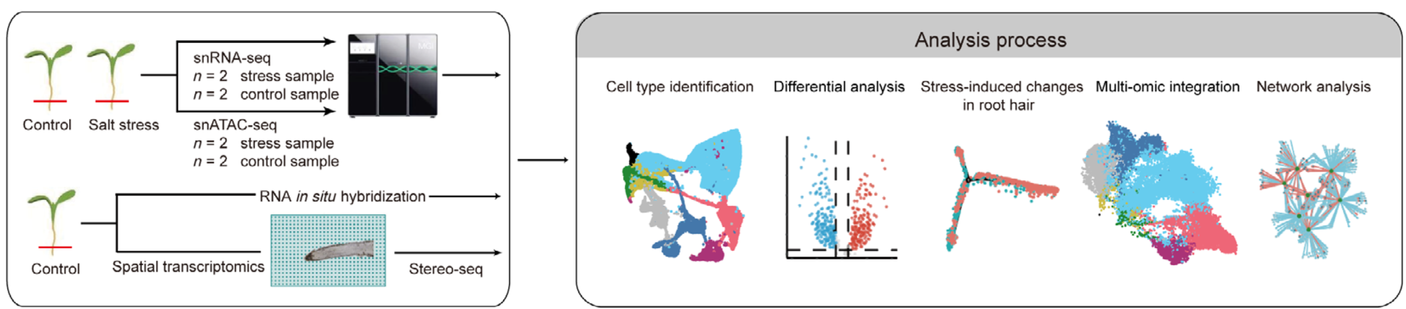 Single‐Cell Multiome Reveals Root Hair‐Specific Responses to Salt Stress in Non‐Heading Chinese Cabbage