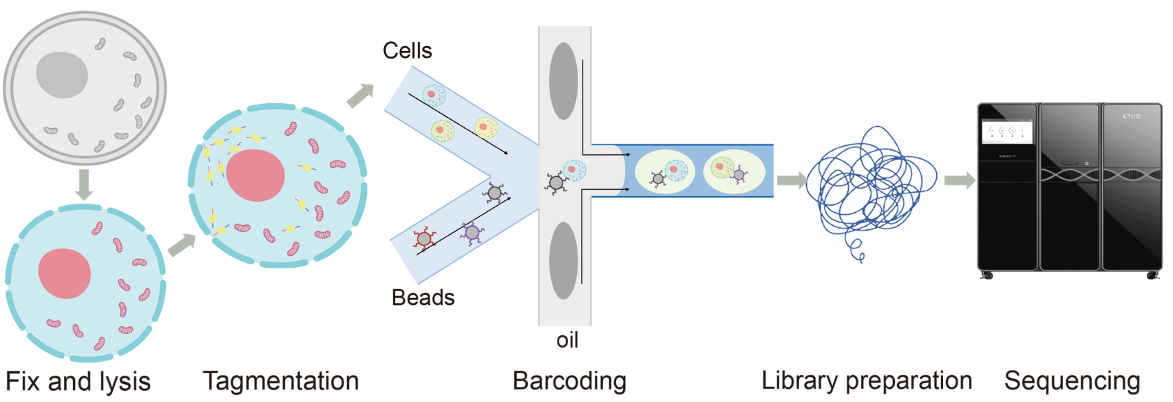 mtscATAC-seq based on DNBelab C4 published